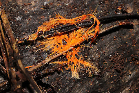 Spreading Yellow Tooth (Hydnophlebia chrysorhiza) rhizomorphs On highly rotted wood near pine, oak, and hickory trees. In a moist valley of a dense mixed forest.
https://www.jungledragon.com/image/104975/spreading_yellow_tooth_hydnophlebia_chrysorhiza_rhizomorphs.html Fall,Geotagged,Phanerochaete chrysorhizon,United States