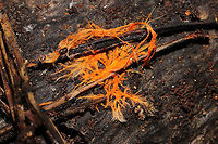 Spreading Yellow Tooth (Hydnophlebia chrysorhiza) rhizomorphs On highly rotted wood near pine, oak, and hickory trees. In a moist valley of a dense mixed forest.<br />
https://www.jungledragon.com/image/104975/spreading_yellow_tooth_hydnophlebia_chrysorhiza_rhizomorphs.html Fall,Geotagged,Phanerochaete chrysorhizon,United States