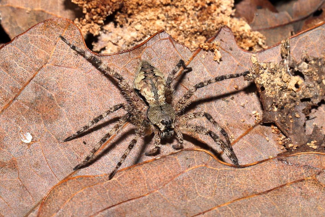 White-Banded Fishing Spider (Dolomedes albineus) Working on a species-lvl ID. In leaf litter below oak and hickory trees, at a dense mixed forest edge.<br />
 Dolomedes albineus,Fall,Geotagged,United States,White-Banded Fishing Spider