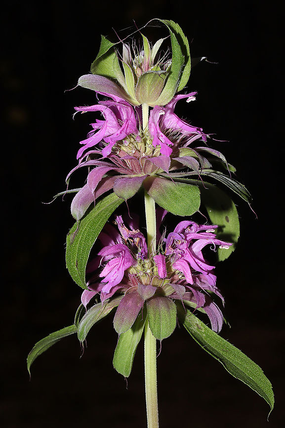 Lemon Beebalm (Monarda citriodora) Cultivated/Native. <br />
Growing at a disturbed mixed forest edge. I bought some seeds for this native species last year, and the flowers decided to make their appearance very late in the year!  Fall,Geotagged,Lemon Beebalm,Monarda citriodora,United States