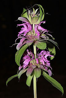 Lemon Beebalm (Monarda citriodora) Cultivated/Native. 
Growing at a disturbed mixed forest edge. I bought some seeds for this native species last year, and the flowers decided to make their appearance very late in the year!  Fall,Geotagged,Lemon Beebalm,Monarda citriodora,United States