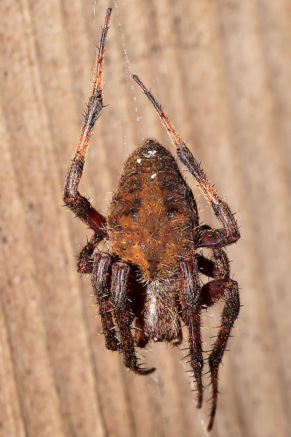 Spotted Orbweaver (Neoscona crucifera) On a front porch at a disturbed mixed forest edge.<br />
 Fall,Geotagged,Hentz’s orbweaver,Neoscona crucifera,United States