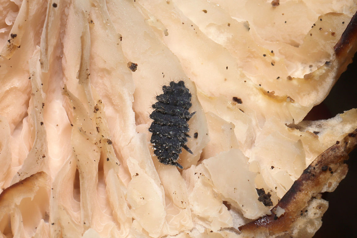 Short-legged Springtails (Morulina sp.) On a mushroom at a dense mixed forest edge (near a seasonal stream).<br />
Working on an ID!<br />
<figure class="photo"><a href="https://www.jungledragon.com/image/105063/short-legged_springtails_morulina_sp.html" title="Short-legged Springtails (Morulina sp.)"><img src="https://s3.amazonaws.com/media.jungledragon.com/images/3231/105063_thumb.jpg?AWSAccessKeyId=05GMT0V3GWVNE7GGM1R2&Expires=1759968010&Signature=EtYkEhVo3wanpeTyOp1YOChzroM%3D" width="200" height="134" alt="Short-legged Springtails (Morulina sp.) On a mushroom at a dense mixed forest edge (near a seasonal stream).<br />
Working on an ID! <br />
https://www.jungledragon.com/image/105063/large_springtail_subclass_collembola.html<br />
https://www.jungledragon.com/image/105062/large_springtail_subclass_collembola.html Fall,Geotagged,United States" /></a></figure><br />
<figure class="photo"><a href="https://www.jungledragon.com/image/105062/short-legged_springtails_morulina_sp.html" title="Short-legged Springtails (Morulina sp.)"><img src="https://s3.amazonaws.com/media.jungledragon.com/images/3231/105062_thumb.jpg?AWSAccessKeyId=05GMT0V3GWVNE7GGM1R2&Expires=1759968010&Signature=Tvbjw4NGpeo9bIyvsc%2FiUB87vnI%3D" width="200" height="134" alt="Short-legged Springtails (Morulina sp.) On a mushroom at a dense mixed forest edge (near a seasonal stream).<br />
Working on an ID! <br />
https://www.jungledragon.com/image/105063/large_springtail_subclass_collembola.html<br />
https://www.jungledragon.com/image/105061/large_springtail_subclass_collembola.html Fall,Geotagged,United States" /></a></figure> Fall,Geotagged,United States