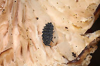 Short-legged Springtails (Morulina sp.) On a mushroom at a dense mixed forest edge (near a seasonal stream).<br />
Working on an ID!<br />
https://www.jungledragon.com/image/105063/large_springtail_subclass_collembola.html<br />
https://www.jungledragon.com/image/105062/large_springtail_subclass_collembola.html Fall,Geotagged,United States