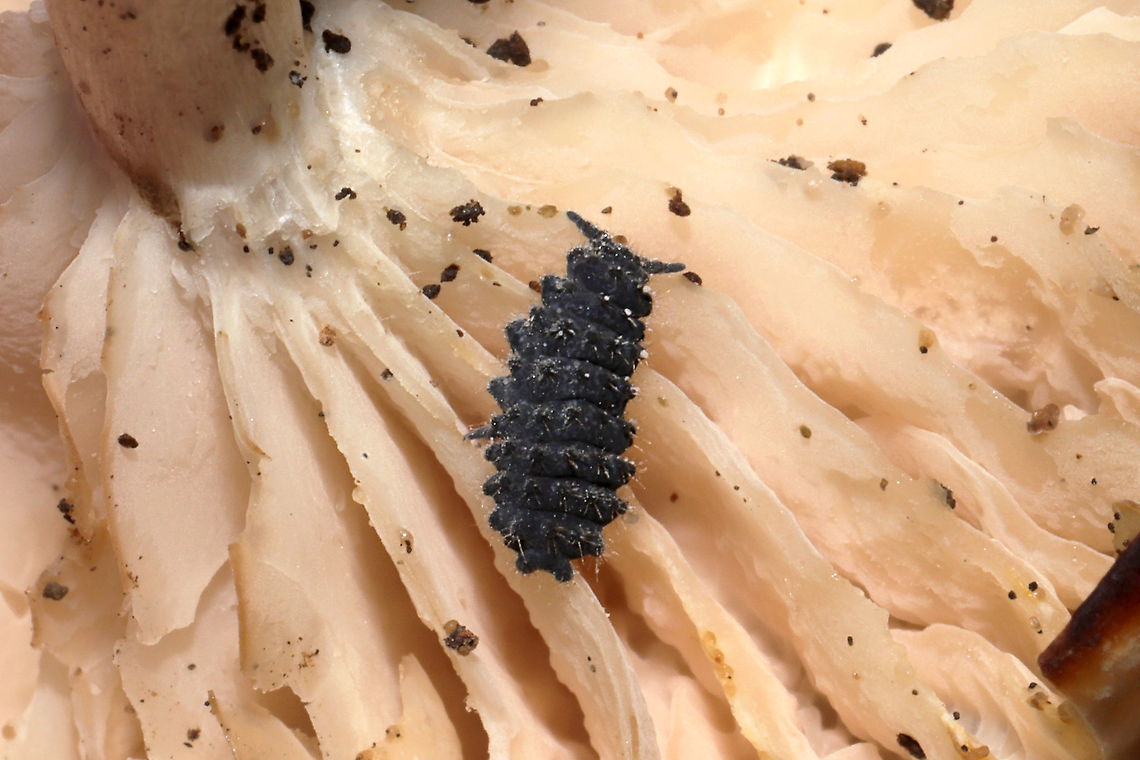 Short-legged Springtails (Morulina sp.) On a mushroom at a dense mixed forest edge (near a seasonal stream).<br />
Working on an ID! <br />
<figure class="photo"><a href="https://www.jungledragon.com/image/105063/short-legged_springtails_morulina_sp.html" title="Short-legged Springtails (Morulina sp.)"><img src="https://s3.amazonaws.com/media.jungledragon.com/images/3231/105063_thumb.jpg?AWSAccessKeyId=05GMT0V3GWVNE7GGM1R2&Expires=1759968010&Signature=EtYkEhVo3wanpeTyOp1YOChzroM%3D" width="200" height="134" alt="Short-legged Springtails (Morulina sp.) On a mushroom at a dense mixed forest edge (near a seasonal stream).<br />
Working on an ID! <br />
https://www.jungledragon.com/image/105063/large_springtail_subclass_collembola.html<br />
https://www.jungledragon.com/image/105062/large_springtail_subclass_collembola.html Fall,Geotagged,United States" /></a></figure><br />
<figure class="photo"><a href="https://www.jungledragon.com/image/105061/short-legged_springtails_morulina_sp.html" title="Short-legged Springtails (Morulina sp.)"><img src="https://s3.amazonaws.com/media.jungledragon.com/images/3231/105061_thumb.jpg?AWSAccessKeyId=05GMT0V3GWVNE7GGM1R2&Expires=1759968010&Signature=ElH0yrLXbi9mD4X967OIlMsJRXE%3D" width="200" height="134" alt="Short-legged Springtails (Morulina sp.) On a mushroom at a dense mixed forest edge (near a seasonal stream).<br />
Working on an ID!<br />
https://www.jungledragon.com/image/105063/large_springtail_subclass_collembola.html<br />
https://www.jungledragon.com/image/105062/large_springtail_subclass_collembola.html Fall,Geotagged,United States" /></a></figure> Fall,Geotagged,United States
