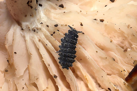 Short-legged Springtails (Morulina sp.) On a mushroom at a dense mixed forest edge (near a seasonal stream).
Working on an ID! 
https://www.jungledragon.com/image/105063/large_springtail_subclass_collembola.html
https://www.jungledragon.com/image/105061/large_springtail_subclass_collembola.html Fall,Geotagged,United States