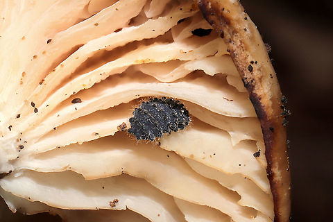 Short-legged Springtails (Morulina sp.) On a mushroom at a dense mixed forest edge (near a seasonal stream).
Working on an ID! 
https://www.jungledragon.com/image/105063/large_springtail_subclass_collembola.html
https://www.jungledragon.com/image/105062/large_springtail_subclass_collembola.html Fall,Geotagged,United States