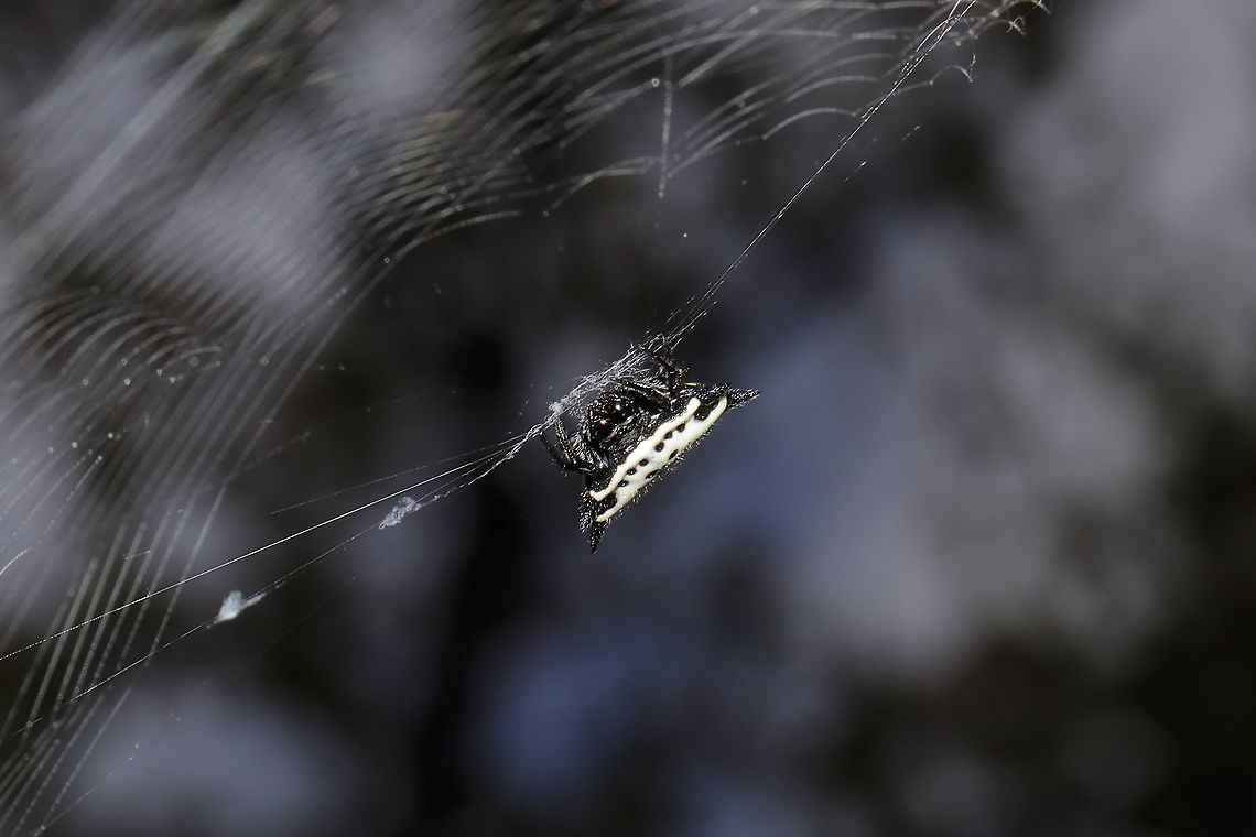 Spinybacked Orbweaver (Gasteracantha cancriformis) On a front porch at a disturbed mixed forest edge<br />
 Fall,Gasteracantha cancriformis,Geotagged,Spinybacked Orbweaver,United States