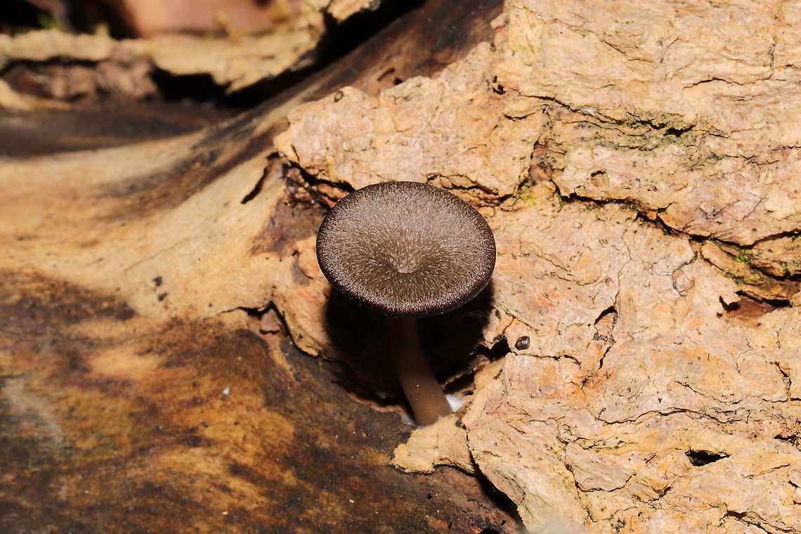 Arrhenia epichysium? Tentative ID.<br />
Growing on highly rotted (hardwood?) on a forested trail.<br />
Was having a bad day, so I didn't get the greatest shots (see more here):<br />
<a href="https://www.inaturalist.org/observations/66094848" rel="nofollow">https://www.inaturalist.org/observations/66094848</a> Arrhenia epichysium,Fall,Geotagged,United States