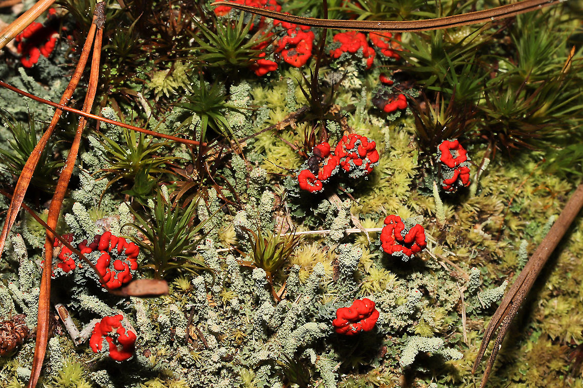 British Soldier Lichen (Cladonia cristatella) & Cladonia didyma The lichen with the large red fruit is Cladonia cristatella. The lichen with the pale, granular stalks (and small red fruit) is Cladonia didyma.<br />
<figure class="photo"><a href="https://www.jungledragon.com/image/105127/british_soldier_lichen_cladonia_cristatella_cladonia_didyma.html" title="British Soldier Lichen (Cladonia cristatella) &amp; Cladonia didyma"><img src="https://s3.amazonaws.com/media.jungledragon.com/images/3231/105127_thumb.jpg?AWSAccessKeyId=05GMT0V3GWVNE7GGM1R2&Expires=1770854410&Signature=0hqvmotyYtSBm3jDgs7AbxYhZgI%3D" width="200" height="134" alt="British Soldier Lichen (Cladonia cristatella) &amp; Cladonia didyma The lichen with the large red fruit is Cladonia cristatella. The lichen with the pale, granular stalks (and small red fruit) is Cladonia didyma. <br />
https://www.jungledragon.com/image/105126/british_soldier_lichen_cladonia_cristatella_cladonia_didyma.html Cladonia didyma,Fall,Geotagged,Southern Soldiers Lichen,United States" /></a></figure> British soldier lichen,Cladonia cristatella,Fall,Geotagged,United States