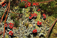 British Soldier Lichen (Cladonia cristatella) & Cladonia didyma The lichen with the large red fruit is Cladonia cristatella. The lichen with the pale, granular stalks (and small red fruit) is Cladonia didyma.<br />
https://www.jungledragon.com/image/105127/british_soldier_lichen_cladonia_cristatella_cladonia_didyma.html British soldier lichen,Cladonia cristatella,Fall,Geotagged,United States