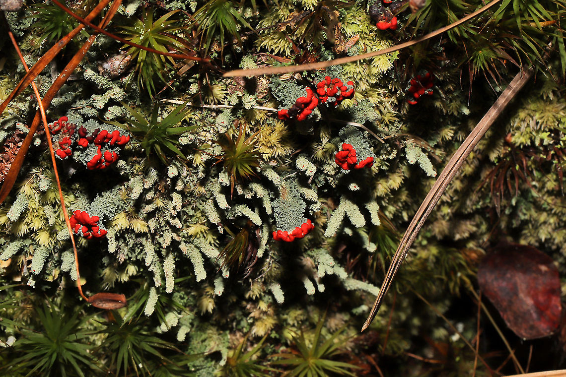 British Soldier Lichen (Cladonia cristatella) & Cladonia didyma The lichen with the large red fruit is Cladonia cristatella. The lichen with the pale, granular stalks (and small red fruit) is Cladonia didyma. <br />
<figure class="photo"><a href="https://www.jungledragon.com/image/105126/british_soldier_lichen_cladonia_cristatella_cladonia_didyma.html" title="British Soldier Lichen (Cladonia cristatella) &amp; Cladonia didyma"><img src="https://s3.amazonaws.com/media.jungledragon.com/images/3231/105126_thumb.jpg?AWSAccessKeyId=05GMT0V3GWVNE7GGM1R2&Expires=1767225610&Signature=q3uaN4N%2Bp7laBn8LMaMkHVkcBj0%3D" width="200" height="134" alt="British Soldier Lichen (Cladonia cristatella) &amp; Cladonia didyma The lichen with the large red fruit is Cladonia cristatella. The lichen with the pale, granular stalks (and small red fruit) is Cladonia didyma.<br />
https://www.jungledragon.com/image/105127/british_soldier_lichen_cladonia_cristatella_cladonia_didyma.html British soldier lichen,Cladonia cristatella,Fall,Geotagged,United States" /></a></figure> Cladonia didyma,Fall,Geotagged,Southern Soldiers Lichen,United States