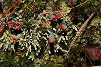 British Soldier Lichen (Cladonia cristatella) & Cladonia didyma The lichen with the large red fruit is Cladonia cristatella. The lichen with the pale, granular stalks (and small red fruit) is Cladonia didyma. <br />
https://www.jungledragon.com/image/105126/british_soldier_lichen_cladonia_cristatella_cladonia_didyma.html Cladonia didyma,Fall,Geotagged,Southern Soldiers Lichen,United States