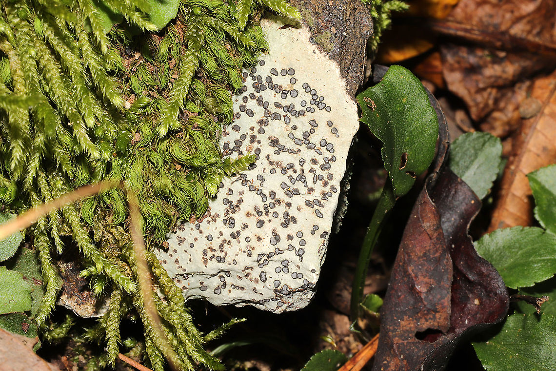 Smokey-eyed Boulder Lichen (Porpidia albocaerulescens) Growing on rock on a dense mixed forested trail.<br />
 Fall,Geotagged,Porpidia albocaerulescens,Smokey-eyed Boulder Lichen,United States