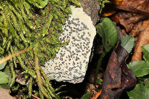 Smokey-eyed Boulder Lichen (Porpidia albocaerulescens) Growing on rock on a dense mixed forested trail.
 Fall,Geotagged,Porpidia albocaerulescens,Smokey-eyed Boulder Lichen,United States