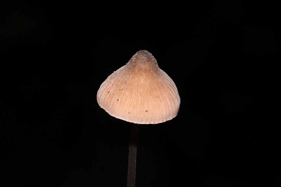 Grooved Bonnet (Mycena polygramma)? ID Tentative.<br />
Growing in a forested flood plain (an underground spring beneath), under mostly tulip poplar and oak. The longitudinal grooves on the stem pointed me in this ID direction.<br />
<figure class="photo"><a href="https://www.jungledragon.com/image/105174/grooved_bonnet_mycena_polygramma.html" title="Grooved Bonnet (Mycena polygramma)?"><img src="https://s3.amazonaws.com/media.jungledragon.com/images/3231/105174_thumb.jpg?AWSAccessKeyId=05GMT0V3GWVNE7GGM1R2&Expires=1767225610&Signature=3MV7hs490hpL7Ymy%2BWabREqZjm8%3D" width="102" height="152" alt="Grooved Bonnet (Mycena polygramma)? ID Tentative.<br />
Growing in a forested flood plain (an underground spring beneath), under mostly tulip poplar and oak. The longitudinal grooves on the stem pointed me in this ID direction. <br />
https://www.jungledragon.com/image/105173/grooved_bonnet_mycena_polygramma.html<br />
https://www.jungledragon.com/image/105172/grooved_bonnet_mycena_polygramma.html Fall,Geotagged,Grooved bonnet,Mycena polygramma,United States" /></a></figure><br />
<figure class="photo"><a href="https://www.jungledragon.com/image/105173/grooved_bonnet_mycena_polygramma.html" title="Grooved Bonnet (Mycena polygramma)?"><img src="https://s3.amazonaws.com/media.jungledragon.com/images/3231/105173_thumb.jpg?AWSAccessKeyId=05GMT0V3GWVNE7GGM1R2&Expires=1767225610&Signature=vdUQwAkNHB9PFY7mMnKC8cJYq8Y%3D" width="200" height="134" alt="Grooved Bonnet (Mycena polygramma)? ID Tentative.<br />
Growing in a forested flood plain (an underground spring beneath), under mostly tulip poplar and oak. The longitudinal grooves on the stem pointed me in this ID direction. <br />
https://www.jungledragon.com/image/105174/grooved_bonnet_mycena_polygramma.html<br />
https://www.jungledragon.com/image/105172/grooved_bonnet_mycena_polygramma.html Fall,Geotagged,Grooved bonnet,Mycena polygramma,United States" /></a></figure> Fall,Geotagged,Grooved bonnet,Mycena polygramma,United States