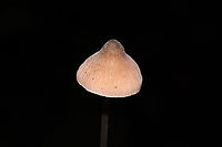 Grooved Bonnet (Mycena polygramma)? ID Tentative.<br />
Growing in a forested flood plain (an underground spring beneath), under mostly tulip poplar and oak. The longitudinal grooves on the stem pointed me in this ID direction.<br />
https://www.jungledragon.com/image/105174/grooved_bonnet_mycena_polygramma.html<br />
https://www.jungledragon.com/image/105173/grooved_bonnet_mycena_polygramma.html Fall,Geotagged,Grooved bonnet,Mycena polygramma,United States