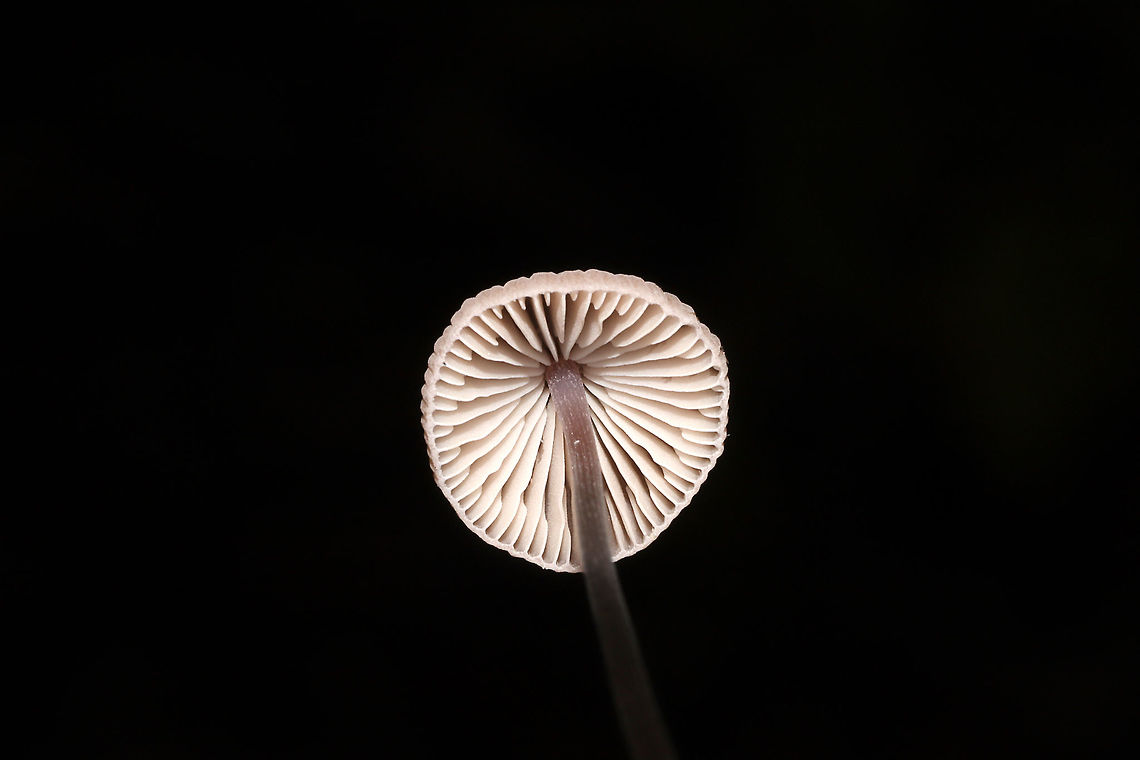 Grooved Bonnet (Mycena polygramma)? ID Tentative.<br />
Growing in a forested flood plain (an underground spring beneath), under mostly tulip poplar and oak. The longitudinal grooves on the stem pointed me in this ID direction. <br />
<figure class="photo"><a href="https://www.jungledragon.com/image/105174/grooved_bonnet_mycena_polygramma.html" title="Grooved Bonnet (Mycena polygramma)?"><img src="https://s3.amazonaws.com/media.jungledragon.com/images/3231/105174_thumb.jpg?AWSAccessKeyId=05GMT0V3GWVNE7GGM1R2&Expires=1770854410&Signature=2aF23hO%2FDk0abeDuSOfg4EN3l7w%3D" width="102" height="152" alt="Grooved Bonnet (Mycena polygramma)? ID Tentative.<br />
Growing in a forested flood plain (an underground spring beneath), under mostly tulip poplar and oak. The longitudinal grooves on the stem pointed me in this ID direction. <br />
https://www.jungledragon.com/image/105173/grooved_bonnet_mycena_polygramma.html<br />
https://www.jungledragon.com/image/105172/grooved_bonnet_mycena_polygramma.html Fall,Geotagged,Grooved bonnet,Mycena polygramma,United States" /></a></figure><br />
<figure class="photo"><a href="https://www.jungledragon.com/image/105172/grooved_bonnet_mycena_polygramma.html" title="Grooved Bonnet (Mycena polygramma)?"><img src="https://s3.amazonaws.com/media.jungledragon.com/images/3231/105172_thumb.jpg?AWSAccessKeyId=05GMT0V3GWVNE7GGM1R2&Expires=1770854410&Signature=T6or2RM2FnNVpGMBosIpreLMuUY%3D" width="200" height="134" alt="Grooved Bonnet (Mycena polygramma)? ID Tentative.<br />
Growing in a forested flood plain (an underground spring beneath), under mostly tulip poplar and oak. The longitudinal grooves on the stem pointed me in this ID direction.<br />
https://www.jungledragon.com/image/105174/grooved_bonnet_mycena_polygramma.html<br />
https://www.jungledragon.com/image/105173/grooved_bonnet_mycena_polygramma.html Fall,Geotagged,Grooved bonnet,Mycena polygramma,United States" /></a></figure> Fall,Geotagged,Grooved bonnet,Mycena polygramma,United States