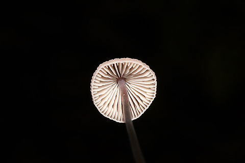Grooved Bonnet (Mycena polygramma)? ID Tentative.
Growing in a forested flood plain (an underground spring beneath), under mostly tulip poplar and oak. The longitudinal grooves on the stem pointed me in this ID direction. 
https://www.jungledragon.com/image/105174/grooved_bonnet_mycena_polygramma.html
https://www.jungledragon.com/image/105172/grooved_bonnet_mycena_polygramma.html Fall,Geotagged,Grooved bonnet,Mycena polygramma,United States