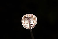 Grooved Bonnet (Mycena polygramma)? ID Tentative.<br />
Growing in a forested flood plain (an underground spring beneath), under mostly tulip poplar and oak. The longitudinal grooves on the stem pointed me in this ID direction. <br />
https://www.jungledragon.com/image/105174/grooved_bonnet_mycena_polygramma.html<br />
https://www.jungledragon.com/image/105172/grooved_bonnet_mycena_polygramma.html Fall,Geotagged,Grooved bonnet,Mycena polygramma,United States