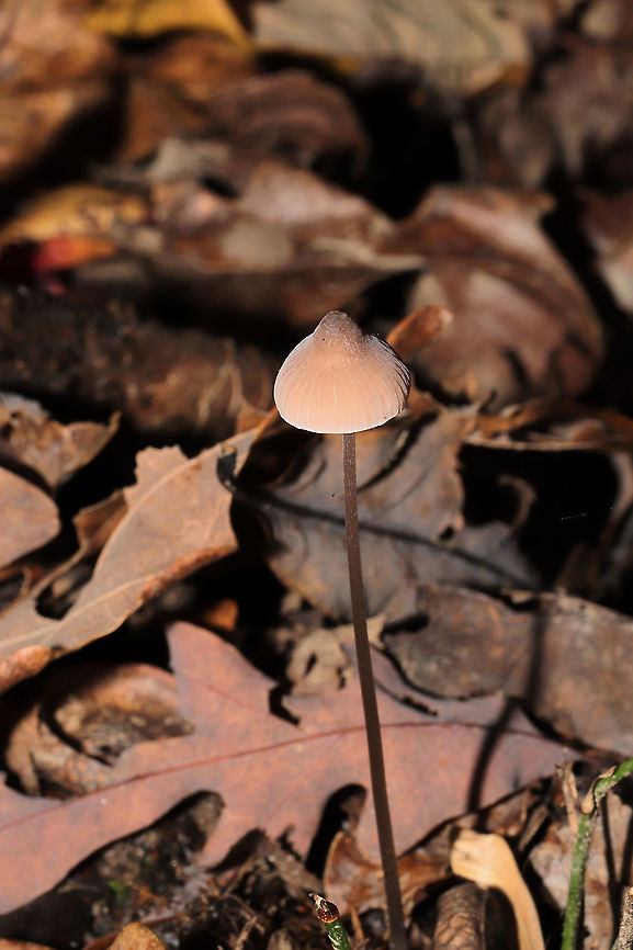 Grooved Bonnet (Mycena polygramma)? ID Tentative.<br />
Growing in a forested flood plain (an underground spring beneath), under mostly tulip poplar and oak. The longitudinal grooves on the stem pointed me in this ID direction. <br />
<figure class="photo"><a href="https://www.jungledragon.com/image/105173/grooved_bonnet_mycena_polygramma.html" title="Grooved Bonnet (Mycena polygramma)?"><img src="https://s3.amazonaws.com/media.jungledragon.com/images/3231/105173_thumb.jpg?AWSAccessKeyId=05GMT0V3GWVNE7GGM1R2&Expires=1770854410&Signature=UMnOaRmk0tK3v2mm1k%2Be1%2FFSUEc%3D" width="200" height="134" alt="Grooved Bonnet (Mycena polygramma)? ID Tentative.<br />
Growing in a forested flood plain (an underground spring beneath), under mostly tulip poplar and oak. The longitudinal grooves on the stem pointed me in this ID direction. <br />
https://www.jungledragon.com/image/105174/grooved_bonnet_mycena_polygramma.html<br />
https://www.jungledragon.com/image/105172/grooved_bonnet_mycena_polygramma.html Fall,Geotagged,Grooved bonnet,Mycena polygramma,United States" /></a></figure><br />
<figure class="photo"><a href="https://www.jungledragon.com/image/105172/grooved_bonnet_mycena_polygramma.html" title="Grooved Bonnet (Mycena polygramma)?"><img src="https://s3.amazonaws.com/media.jungledragon.com/images/3231/105172_thumb.jpg?AWSAccessKeyId=05GMT0V3GWVNE7GGM1R2&Expires=1770854410&Signature=T6or2RM2FnNVpGMBosIpreLMuUY%3D" width="200" height="134" alt="Grooved Bonnet (Mycena polygramma)? ID Tentative.<br />
Growing in a forested flood plain (an underground spring beneath), under mostly tulip poplar and oak. The longitudinal grooves on the stem pointed me in this ID direction.<br />
https://www.jungledragon.com/image/105174/grooved_bonnet_mycena_polygramma.html<br />
https://www.jungledragon.com/image/105173/grooved_bonnet_mycena_polygramma.html Fall,Geotagged,Grooved bonnet,Mycena polygramma,United States" /></a></figure> Fall,Geotagged,Grooved bonnet,Mycena polygramma,United States