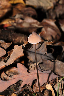Grooved Bonnet (Mycena polygramma)? ID Tentative.
Growing in a forested flood plain (an underground spring beneath), under mostly tulip poplar and oak. The longitudinal grooves on the stem pointed me in this ID direction. 
https://www.jungledragon.com/image/105173/grooved_bonnet_mycena_polygramma.html
https://www.jungledragon.com/image/105172/grooved_bonnet_mycena_polygramma.html Fall,Geotagged,Grooved bonnet,Mycena polygramma,United States