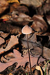 Grooved Bonnet (Mycena polygramma)? ID Tentative.<br />
Growing in a forested flood plain (an underground spring beneath), under mostly tulip poplar and oak. The longitudinal grooves on the stem pointed me in this ID direction. <br />
https://www.jungledragon.com/image/105173/grooved_bonnet_mycena_polygramma.html<br />
https://www.jungledragon.com/image/105172/grooved_bonnet_mycena_polygramma.html Fall,Geotagged,Grooved bonnet,Mycena polygramma,United States