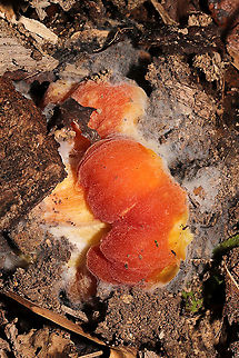 Parasitized Hygrocybe sp. Growing in a forested flood plain in Gordon County, GA, US. November 2020. Under mostly tulip poplar and oak. Lots of Hygrocybe sp. nearby. Possibly parasitized by Mucorales sp.
https://www.jungledragon.com/image/105188/parasitized_hygrophoraceae.html
https://www.jungledragon.com/image/105187/parasitized_hygrophoraceae.html Fall,Geotagged,United States