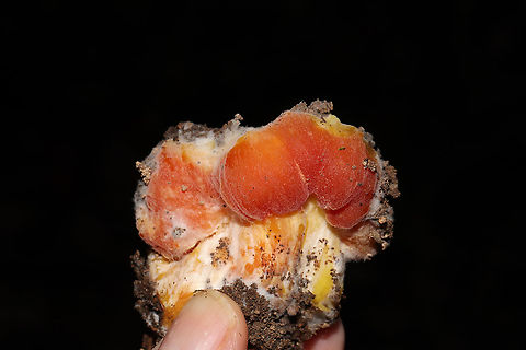 Parasitized Hygrocybe sp. Growing in a forested flood plain in Gordon County, GA, US. November 2020. Under mostly tulip poplar and oak. Lots of Hygrocybe sp. nearby. Possibly parasitized by Mucorales sp.
https://www.jungledragon.com/image/105188/parasitized_hygrophoraceae.html
https://www.jungledragon.com/image/105186/parasitized_hygrophoraceae.html Fall,Geotagged,United States
