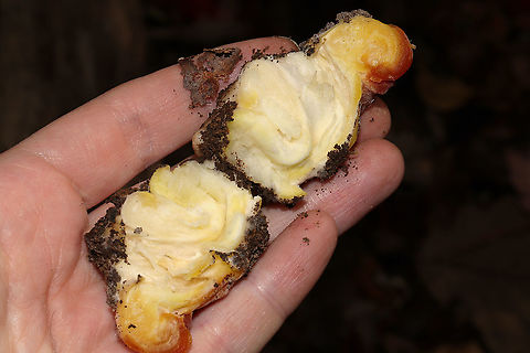 Parasitized Hygrocybe sp. Growing in a forested flood plain in Gordon County, GA, US. November 2020. Under mostly tulip poplar and oak. Lots of Hygrocybe sp. nearby. Possibly parasitized by Mucorales sp.
https://www.jungledragon.com/image/105187/parasitized_hygrophoraceae.html
https://www.jungledragon.com/image/105186/parasitized_hygrophoraceae.html Fall,Geotagged,United States