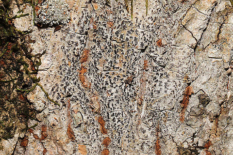 Asterisk Lichen (Arthonia radiata)? Growing on a fallen hardwood tree near a seasonal stream in a dense mixed forest. Arthonia radiata,Asterisk Lichen,Fall,Geotagged,United States