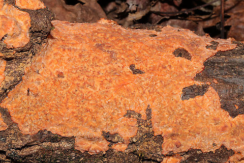 Wrinkled Crust (Phlebia radiata) On a fallen hardwood in a forested flood plain.

https://www.jungledragon.com/image/105223/wrinkled_crust_phlebia_radiata.html Fall,Geotagged,Phlebia radiata,United States,Wrinkled crust