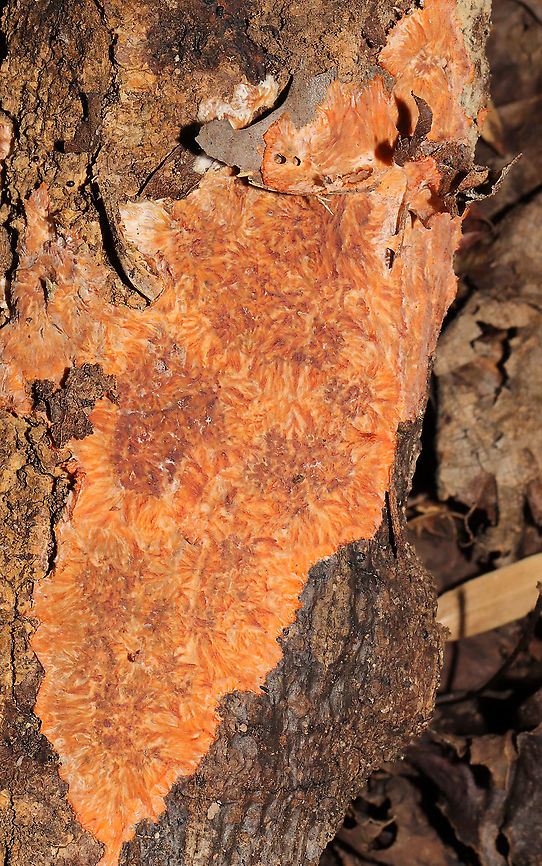 Wrinkled Crust (Phlebia radiata) On a fallen hardwood in a forested flood plain.<br />
<br />
<figure class="photo"><a href="https://www.jungledragon.com/image/105222/wrinkled_crust_phlebia_radiata.html" title="Wrinkled Crust (Phlebia radiata)"><img src="https://s3.amazonaws.com/media.jungledragon.com/images/3231/105222_thumb.jpg?AWSAccessKeyId=05GMT0V3GWVNE7GGM1R2&Expires=1767225610&Signature=of1qx1n%2FP5oMY1eR83WokJ5%2BWxs%3D" width="200" height="134" alt="Wrinkled Crust (Phlebia radiata) On a fallen hardwood in a forested flood plain.<br />
<br />
https://www.jungledragon.com/image/105223/wrinkled_crust_phlebia_radiata.html Fall,Geotagged,Phlebia radiata,United States,Wrinkled crust" /></a></figure> Fall,Geotagged,Phlebia radiata,United States,Wrinkled crust
