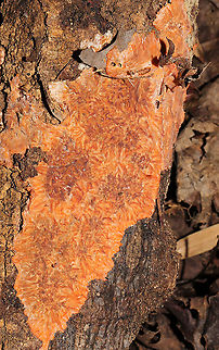 Wrinkled Crust (Phlebia radiata) On a fallen hardwood in a forested flood plain.

https://www.jungledragon.com/image/105222/wrinkled_crust_phlebia_radiata.html Fall,Geotagged,Phlebia radiata,United States,Wrinkled crust