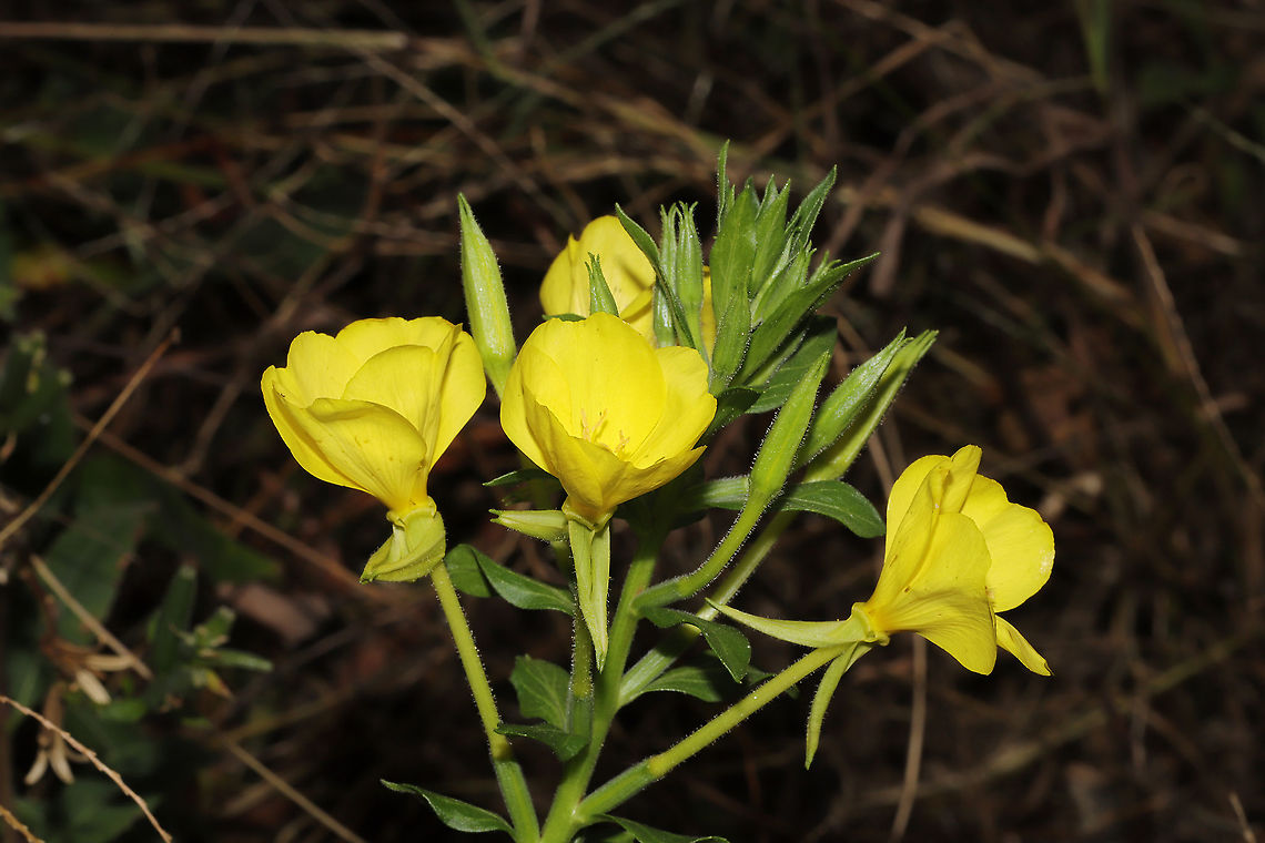 Common Evening-Primrose (Oenothera biennis) Growing on silty topsoil that was brought in for my raised bed gardens.<br />
 Evening star,Fall,Geotagged,Oenothera biennis,United States