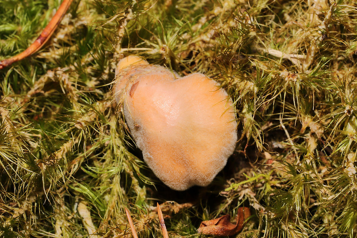 Parasitized Hygrocybe sp.? Looks like another parasitized Hygrocybe sp.? Growing in moss at a dense mixed forest edge. This mold has a greenish tint in places!<br />
<figure class="photo"><a href="https://www.jungledragon.com/image/105328/parasitized_hygrocybe_sp.html" title="Parasitized Hygrocybe sp.?"><img src="https://s3.amazonaws.com/media.jungledragon.com/images/3231/105328_thumb.jpg?AWSAccessKeyId=05GMT0V3GWVNE7GGM1R2&Expires=1759968010&Signature=F%2BIOdAgg3kRqN0NAtARudyZfBDs%3D" width="200" height="134" alt="Parasitized Hygrocybe sp.? Looks like another parasitized Hygrocybe sp.? Growing in moss at a dense mixed forest edge. This mold has a greenish tint in places!<br />
https://www.jungledragon.com/image/105327/parasitized_hygrocybe_sp.html Fall,Geotagged,United States" /></a></figure> Fall,Geotagged,United States