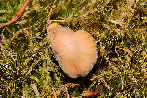 Parasitized Hygrocybe sp.? Looks like another parasitized Hygrocybe sp.? Growing in moss at a dense mixed forest edge. This mold has a greenish tint in places!
https://www.jungledragon.com/image/105328/parasitized_hygrocybe_sp.html Fall,Geotagged,United States