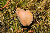Parasitized Hygrocybe sp.? Looks like another parasitized Hygrocybe sp.? Growing in moss at a dense mixed forest edge. This mold has a greenish tint in places!<br />
https://www.jungledragon.com/image/105328/parasitized_hygrocybe_sp.html Fall,Geotagged,United States
