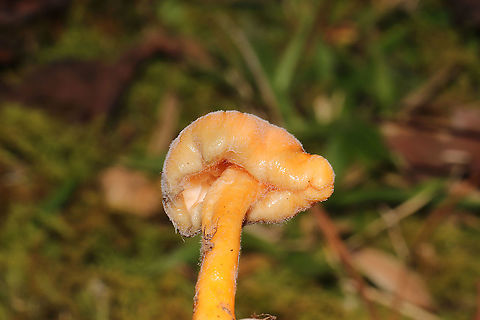 Parasitized Hygrocybe sp.? Looks like another parasitized Hygrocybe sp.? Growing in moss at a dense mixed forest edge. This mold has a greenish tint in places!
https://www.jungledragon.com/image/105327/parasitized_hygrocybe_sp.html Fall,Geotagged,United States