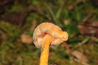 Parasitized Hygrocybe sp.? Looks like another parasitized Hygrocybe sp.? Growing in moss at a dense mixed forest edge. This mold has a greenish tint in places!<br />
https://www.jungledragon.com/image/105327/parasitized_hygrocybe_sp.html Fall,Geotagged,United States