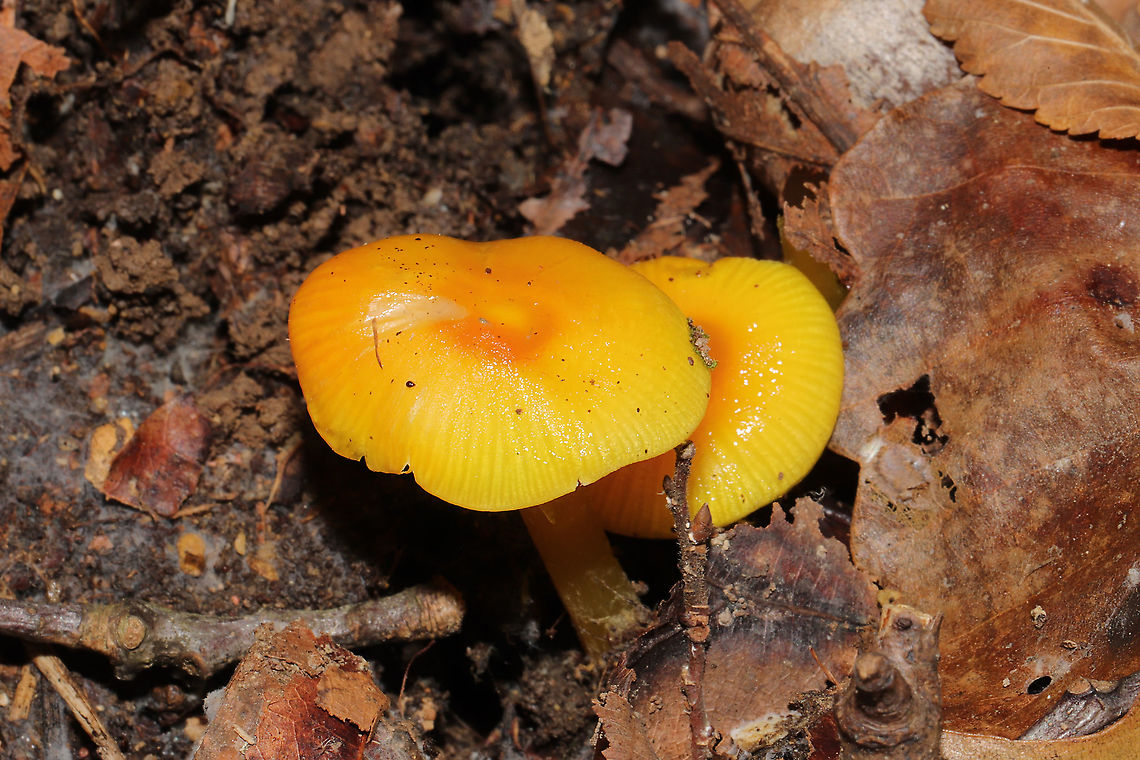 Golden Waxy Caps (Hygrocybe flavescens) Growing in a flood plain in moist leaf litter/soil below oak, hickory, and tulip poplar trees.<br />
<br />
Or is this H. cholorophana?<br />
<figure class="photo"><a href="https://www.jungledragon.com/image/105331/golden_waxy_cap_hygrocybe_flavescens.html" title="Golden Waxy Cap (Hygrocybe flavescens)"><img src="https://s3.amazonaws.com/media.jungledragon.com/images/3231/105331_thumb.jpg?AWSAccessKeyId=05GMT0V3GWVNE7GGM1R2&Expires=1759968010&Signature=S5y3S%2BYDf4KpApAIHmbBUdr6ie4%3D" width="200" height="134" alt="Golden Waxy Cap (Hygrocybe flavescens) Growing in a flood plain in moist leaf litter/soil below oak, hickory, and tulip poplar trees.<br />
<br />
Or is this H. cholorophana? <br />
https://www.jungledragon.com/image/105330/golden_waxy_cap_hygrocybe_flavescens.html<br />
https://www.jungledragon.com/image/105329/golden_waxy_caps_hygrocybe_flavescens.html Fall,Geotagged,Hygrocybe flavescens,United States" /></a></figure><br />
<figure class="photo"><a href="https://www.jungledragon.com/image/105330/golden_waxy_caps_hygrocybe_flavescens.html" title="Golden Waxy Caps (Hygrocybe flavescens)"><img src="https://s3.amazonaws.com/media.jungledragon.com/images/3231/105330_thumb.jpg?AWSAccessKeyId=05GMT0V3GWVNE7GGM1R2&Expires=1759968010&Signature=EFgl4vN6v6yRbdUbFJde8AOJNDM%3D" width="200" height="134" alt="Golden Waxy Caps (Hygrocybe flavescens) Growing in a flood plain in moist leaf litter/soil below oak, hickory, and tulip poplar trees.<br />
<br />
Or is this H. cholorophana? <br />
https://www.jungledragon.com/image/105331/golden_waxy_cap_hygrocybe_flavescens.html<br />
https://www.jungledragon.com/image/105329/golden_waxy_caps_hygrocybe_flavescens.html Fall,Geotagged,Hygrocybe flavescens,United States" /></a></figure> Fall,Geotagged,Hygrocybe flavescens,United States