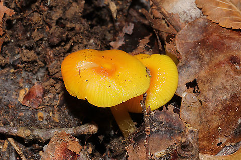 Golden Waxy Caps (Hygrocybe flavescens) Growing in a flood plain in moist leaf litter/soil below oak, hickory, and tulip poplar trees.

Or is this H. cholorophana?
https://www.jungledragon.com/image/105331/golden_waxy_cap_hygrocybe_flavescens.html
https://www.jungledragon.com/image/105330/golden_waxy_caps_hygrocybe_flavescens.html Fall,Geotagged,Hygrocybe flavescens,United States