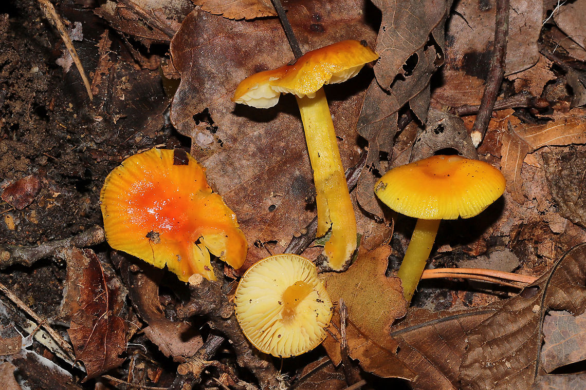 Golden Waxy Caps (Hygrocybe flavescens) Growing in a flood plain in moist leaf litter/soil below oak, hickory, and tulip poplar trees.<br />
<br />
Or is this H. cholorophana? <br />
<figure class="photo"><a href="https://www.jungledragon.com/image/105331/golden_waxy_cap_hygrocybe_flavescens.html" title="Golden Waxy Cap (Hygrocybe flavescens)"><img src="https://s3.amazonaws.com/media.jungledragon.com/images/3231/105331_thumb.jpg?AWSAccessKeyId=05GMT0V3GWVNE7GGM1R2&Expires=1763596810&Signature=5IFAyHp5pSt%2BskszsDtbPGXBZAo%3D" width="200" height="134" alt="Golden Waxy Cap (Hygrocybe flavescens) Growing in a flood plain in moist leaf litter/soil below oak, hickory, and tulip poplar trees.<br />
<br />
Or is this H. cholorophana? <br />
https://www.jungledragon.com/image/105330/golden_waxy_cap_hygrocybe_flavescens.html<br />
https://www.jungledragon.com/image/105329/golden_waxy_caps_hygrocybe_flavescens.html Fall,Geotagged,Hygrocybe flavescens,United States" /></a></figure><br />
<figure class="photo"><a href="https://www.jungledragon.com/image/105329/golden_waxy_caps_hygrocybe_flavescens.html" title="Golden Waxy Caps (Hygrocybe flavescens)"><img src="https://s3.amazonaws.com/media.jungledragon.com/images/3231/105329_thumb.jpg?AWSAccessKeyId=05GMT0V3GWVNE7GGM1R2&Expires=1763596810&Signature=rOJEgp5oFIkIb63F7ef0yEZF6wY%3D" width="200" height="134" alt="Golden Waxy Caps (Hygrocybe flavescens) Growing in a flood plain in moist leaf litter/soil below oak, hickory, and tulip poplar trees.<br />
<br />
Or is this H. cholorophana?<br />
https://www.jungledragon.com/image/105331/golden_waxy_cap_hygrocybe_flavescens.html<br />
https://www.jungledragon.com/image/105330/golden_waxy_caps_hygrocybe_flavescens.html Fall,Geotagged,Hygrocybe flavescens,United States" /></a></figure> Fall,Geotagged,Hygrocybe flavescens,United States