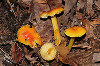 Golden Waxy Caps (Hygrocybe flavescens) Growing in a flood plain in moist leaf litter/soil below oak, hickory, and tulip poplar trees.<br />
<br />
Or is this H. cholorophana? <br />
https://www.jungledragon.com/image/105331/golden_waxy_cap_hygrocybe_flavescens.html<br />
https://www.jungledragon.com/image/105329/golden_waxy_caps_hygrocybe_flavescens.html Fall,Geotagged,Hygrocybe flavescens,United States