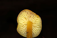 Golden Waxy Cap (Hygrocybe flavescens) Growing in a flood plain in moist leaf litter/soil below oak, hickory, and tulip poplar trees.<br />
<br />
Or is this H. cholorophana? <br />
https://www.jungledragon.com/image/105330/golden_waxy_cap_hygrocybe_flavescens.html<br />
https://www.jungledragon.com/image/105329/golden_waxy_caps_hygrocybe_flavescens.html Fall,Geotagged,Hygrocybe flavescens,United States