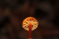 Hygrocybe Subsect. Squamulosae? Growing in mud/leaf litter in a forested flood plain. Below mostly oak, hickory, maple, and tulip poplar.<br />
https://www.jungledragon.com/image/105379/hygrocybe_subsect._squamulosae.html Fall,Geotagged,United States