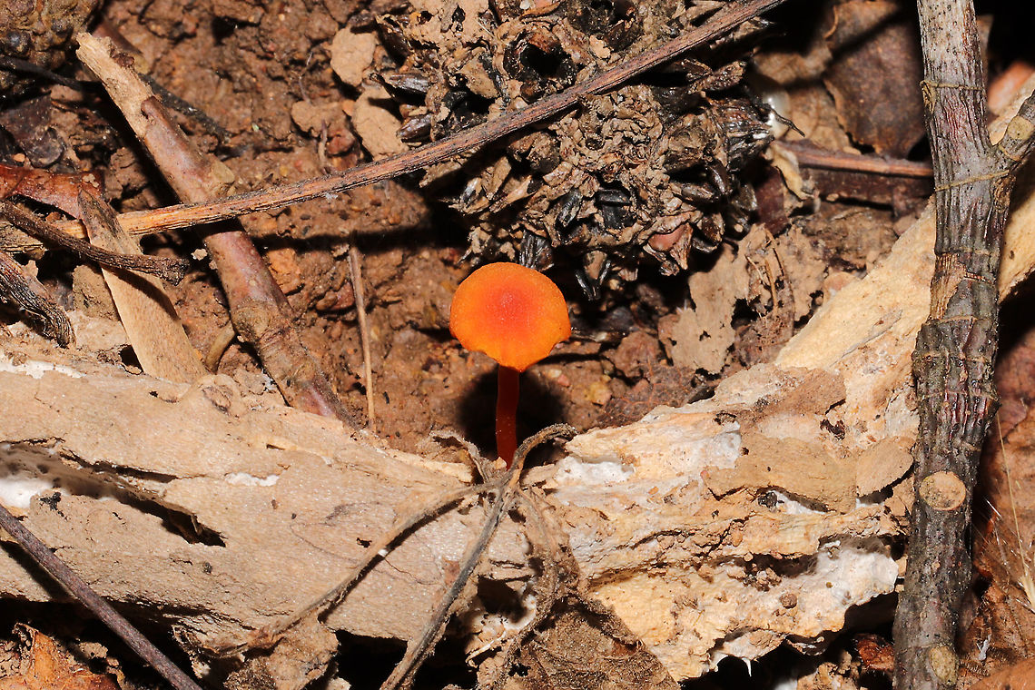 Hygrocybe Subsect. Squamulosae? Growing in mud/leaf litter in a forested flood plain. Below mostly oak, hickory, maple, and tulip poplar.<br />
<figure class="photo"><a href="https://www.jungledragon.com/image/105378/hygrocybe_subsect._squamulosae.html" title="Hygrocybe Subsect. Squamulosae?"><img src="https://s3.amazonaws.com/media.jungledragon.com/images/3231/105378_thumb.jpg?AWSAccessKeyId=05GMT0V3GWVNE7GGM1R2&Expires=1759968010&Signature=c%2B6TE9BBr080xCbXohw5ttD42HU%3D" width="200" height="134" alt="Hygrocybe Subsect. Squamulosae? Growing in mud/leaf litter in a forested flood plain. Below mostly oak, hickory, maple, and tulip poplar.<br />
https://www.jungledragon.com/image/105379/hygrocybe_subsect._squamulosae.html Fall,Geotagged,United States" /></a></figure> Fall,Geotagged,United States
