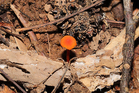 Hygrocybe Subsect. Squamulosae? Growing in mud/leaf litter in a forested flood plain. Below mostly oak, hickory, maple, and tulip poplar.
https://www.jungledragon.com/image/105378/hygrocybe_subsect._squamulosae.html Fall,Geotagged,United States