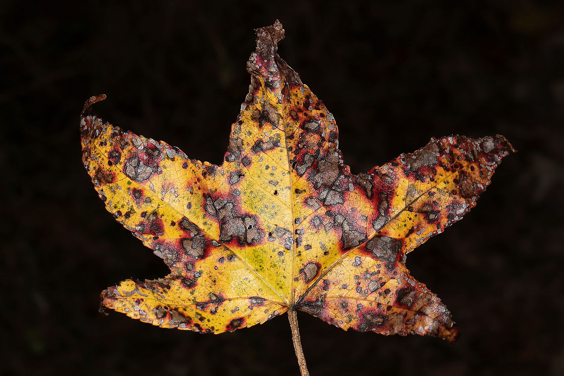 Sweetgum Leaf Spot (Cercospora liquidambaris)? Leafspot on Liquidambar styraciflua<br />
<figure class="photo"><a href="https://www.jungledragon.com/image/105381/sweetgum_leaf_spot_cercospora_liquidambaris.html" title="Sweetgum Leaf Spot (Cercospora liquidambaris)?"><img src="https://s3.amazonaws.com/media.jungledragon.com/images/3231/105381_thumb.jpg?AWSAccessKeyId=05GMT0V3GWVNE7GGM1R2&Expires=1769040010&Signature=6dLxcsxNuwahPHT70g%2BYVwzLigI%3D" width="200" height="134" alt="Sweetgum Leaf Spot (Cercospora liquidambaris)? Leafspot on Liquidambar styraciflua <br />
https://www.jungledragon.com/image/105380/sweetgum_leaf_spot_cercospora_liquidambaris.html Cercospora liquidambaris,Fall,Geotagged,United States" /></a></figure> Cercospora liquidambaris,Fall,Geotagged,United States