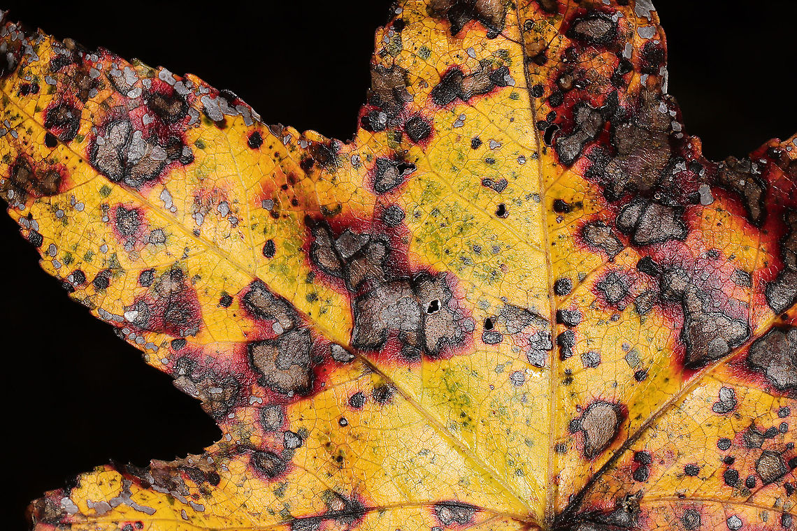 Sweetgum Leaf Spot (Cercospora liquidambaris)? Leafspot on Liquidambar styraciflua <br />
<figure class="photo"><a href="https://www.jungledragon.com/image/105380/sweetgum_leaf_spot_cercospora_liquidambaris.html" title="Sweetgum Leaf Spot (Cercospora liquidambaris)?"><img src="https://s3.amazonaws.com/media.jungledragon.com/images/3231/105380_thumb.jpg?AWSAccessKeyId=05GMT0V3GWVNE7GGM1R2&Expires=1759968010&Signature=snYFkbzHIuHYiQP5E1mJI8w2Lb0%3D" width="200" height="134" alt="Sweetgum Leaf Spot (Cercospora liquidambaris)? Leafspot on Liquidambar styraciflua<br />
https://www.jungledragon.com/image/105381/sweetgum_leaf_spot_cercospora_liquidambaris.html Cercospora liquidambaris,Fall,Geotagged,United States" /></a></figure> Cercospora liquidambaris,Fall,Geotagged,United States